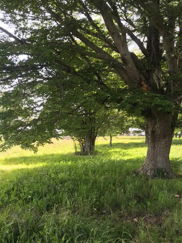 Parcela en Venta en HERMOSA PARCELA CERCA DE COYHAIQUE