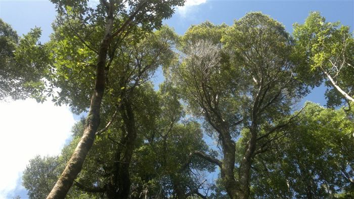 Parcela en Venta en Venta de Terreno 50 Hectáreas – Quellón, Sector Molulco Natri, Chiloé