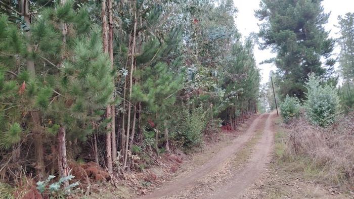 Parcela en Venta en CHOLCHOL- CAMINO A GALVARINO