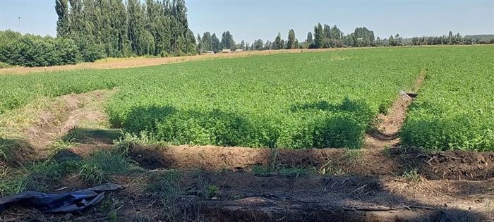 Parcela en Venta en Gran Oportunidad Se Vende Campo Agrícola 18 hec en el Sector el Retiro Talca