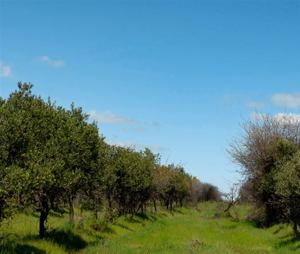 Galeria